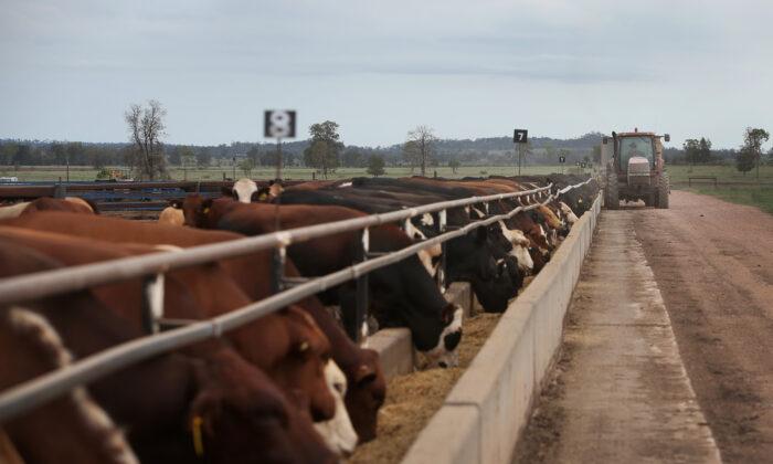 Australia Beef Producers Concerned Over EU Deforestation Compliance Laws