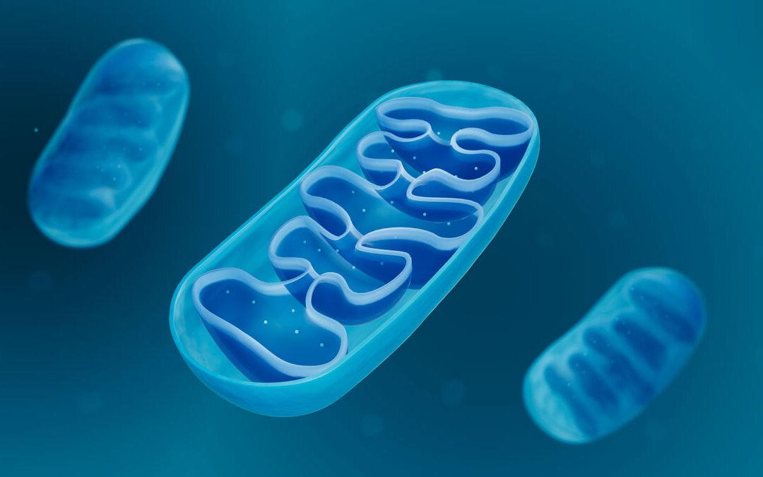 Many Diseases Might Be Caused by Mitochondrial Dysfunction; Here Are 4 Ways to Prevent It