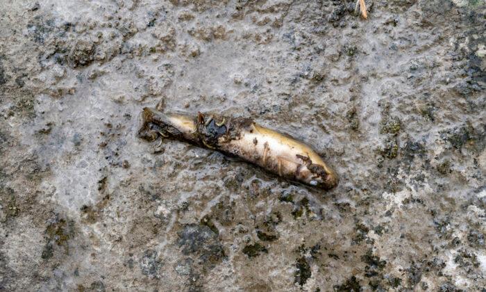 More Than 749,000 Fish Killed in Montgomery County Fertilizer Spill