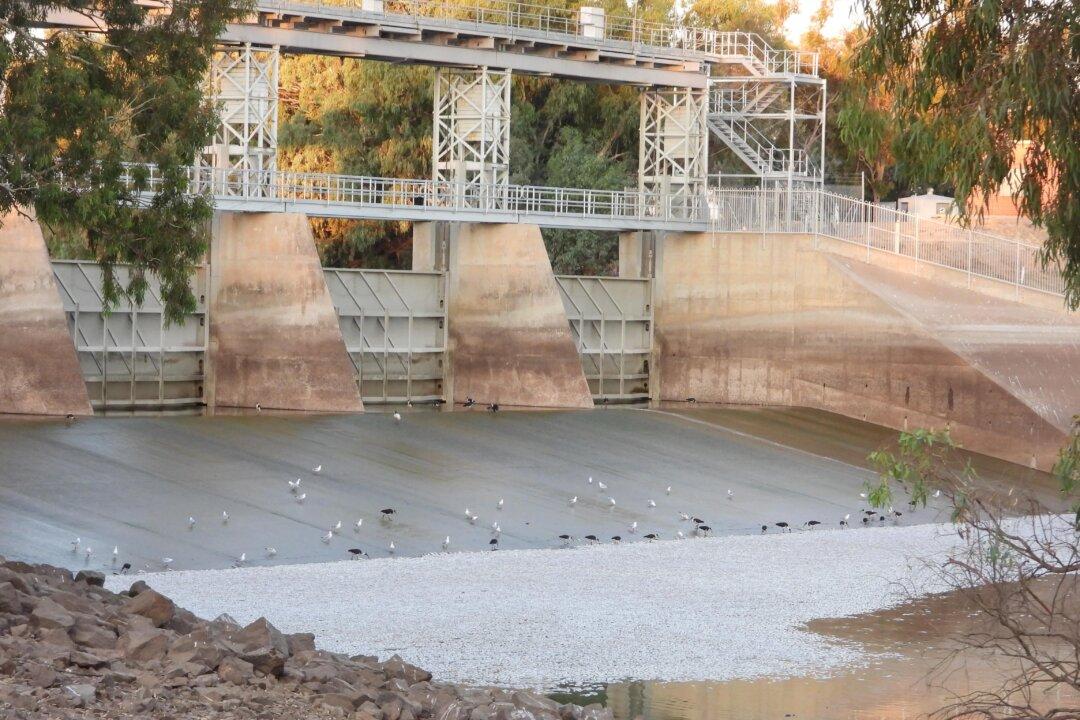 Thousands of Fish Found Dead in Western NSW Lake