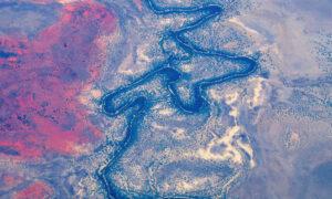 Fire Ants Found for First Time in Australia’s Largest River System