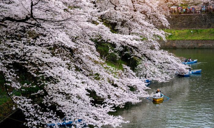 Top 10 Places to See Cherry Blossoms Around the World