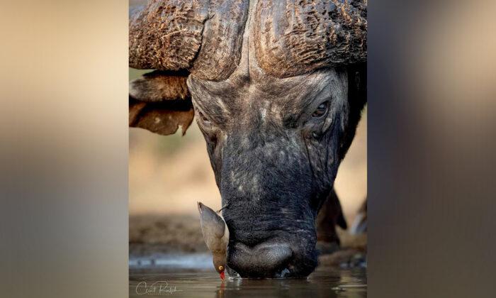 ‘A Nice Symbiotic Relationship’: Photographer Snaps Red-Billed Oxpecker Lands on an African Buffalo’s Face to Drink Water