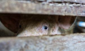 How China Is Destroying American Farmland