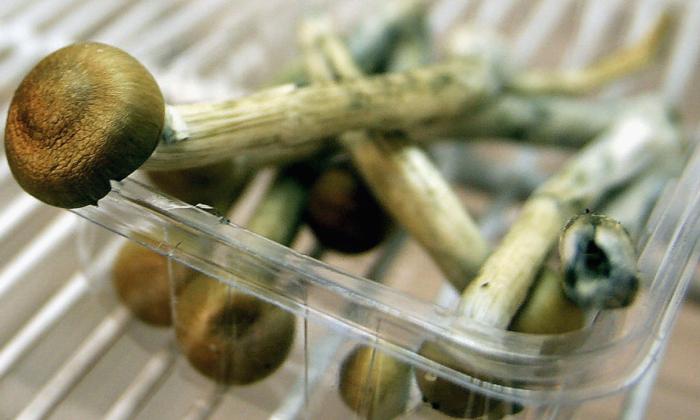 Police Probe Mushroom Link After Health Retreat Death
