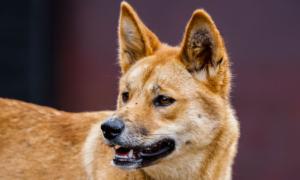 Dingo Bites 12-Year-Old on Fraser Island in Third Attack in 2 Months
