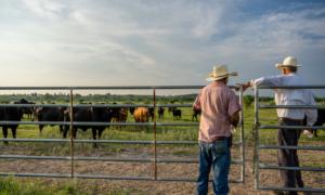 Why Food Labels Matter: The Case for Local Beef Transparency