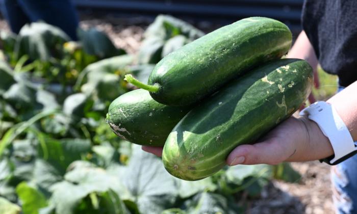 Produce Grown on This Campus Goes to Hungry Students (+ Recipes)