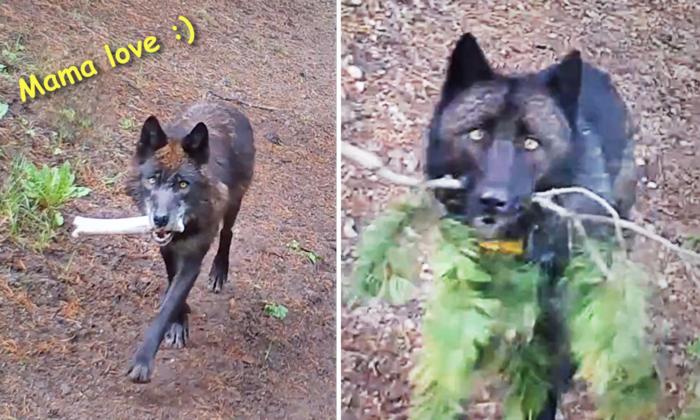 VIDEO: Wolves Bring ‘Toys’ for Hungry Pups to Keep Them Entertained in Absence of Food