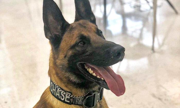 Former West Virginia Police Officer Sentenced to 6 Months Jail Over Disappearance of K9