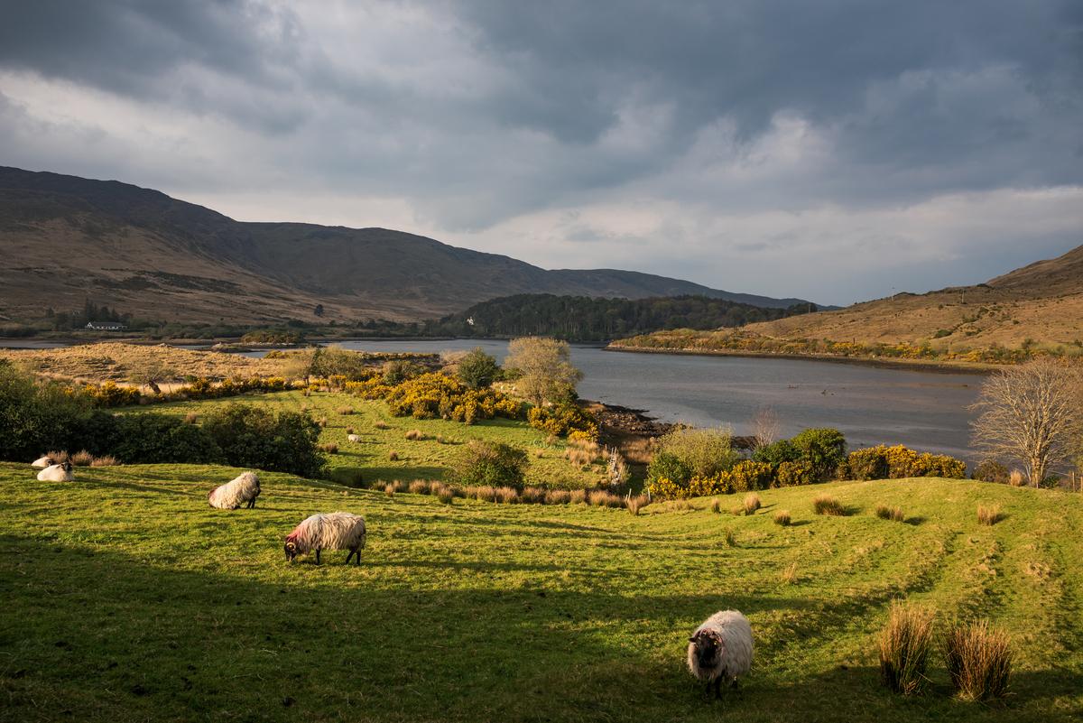 A pastoral scene from County Mayo, Ireland. (Jean-Philippe Tournut/Getty Images)