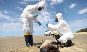 Bird Flu Kills Over 900 Seals, Sea Lions in South Brazil