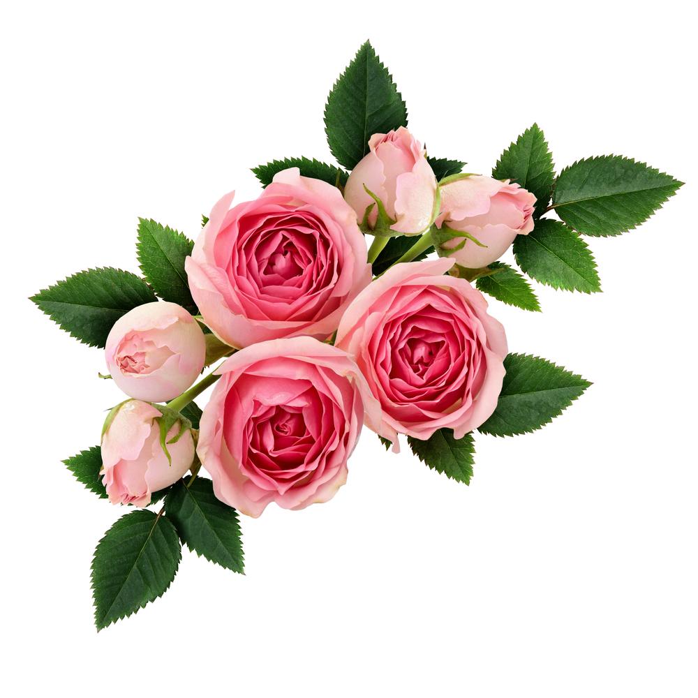 Pink roses may symbolize elegance, refinement, sweetness, and femininity. (Ortis/Shutterstock)