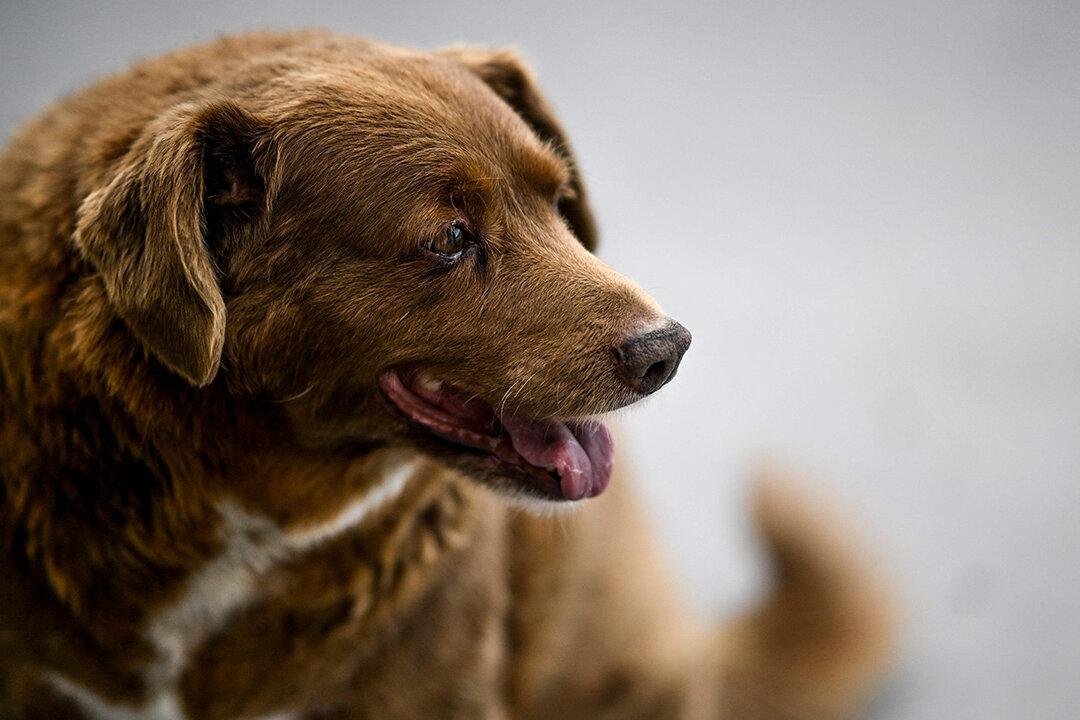 Debate over World’s Oldest Dog and Diet