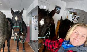Owner Brings Horses Inside Her House to Keep Them Warm in Sub-Zero Temperatures