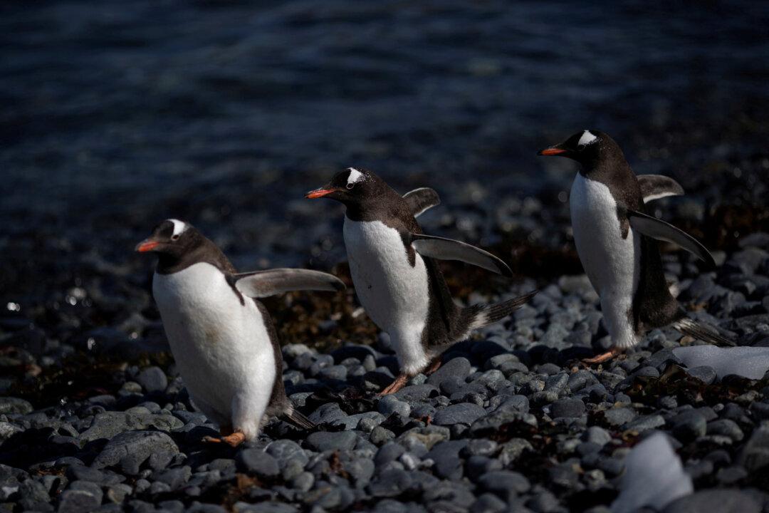 Bird Flu Found in Penguins Near Antarctica, 200 Chicks Dead