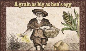 People Confused Why a Grain Is as Big as a Hen’s Egg—So an Old Farmer Reveals the Simple Reason