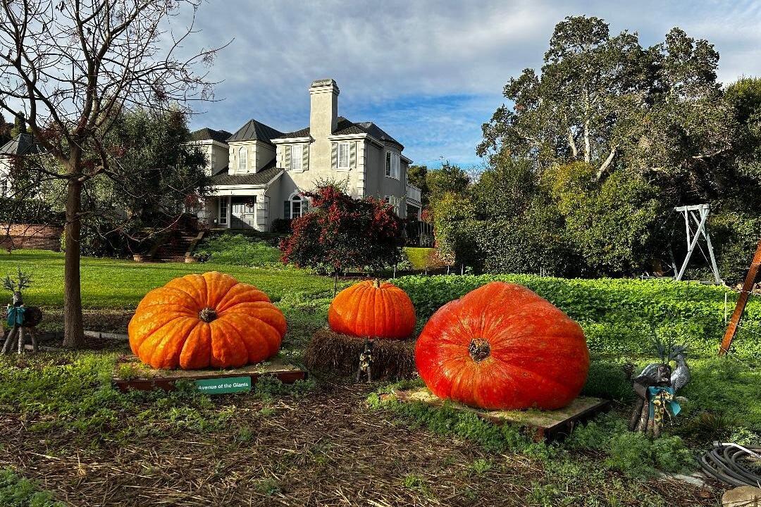 Giant Pumpkins Grow in Los Altos Hills