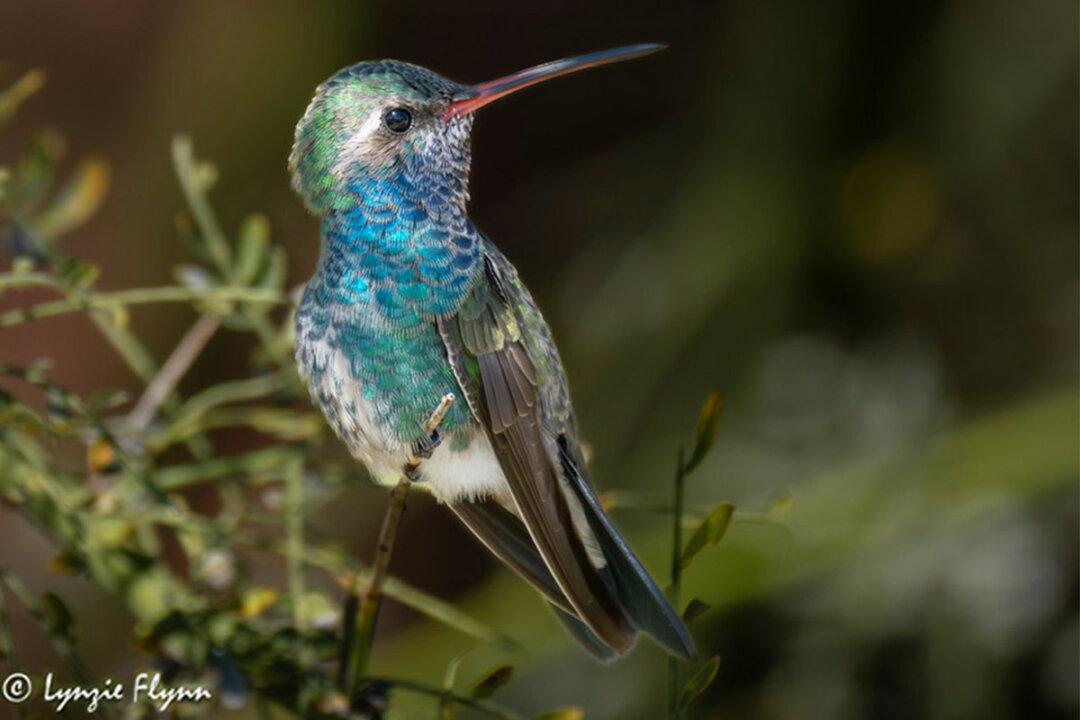 80-Year-Old Photographer Captures Beauty of Rare Hummingbird That Showed Up in Cali Couple’s Front Yard