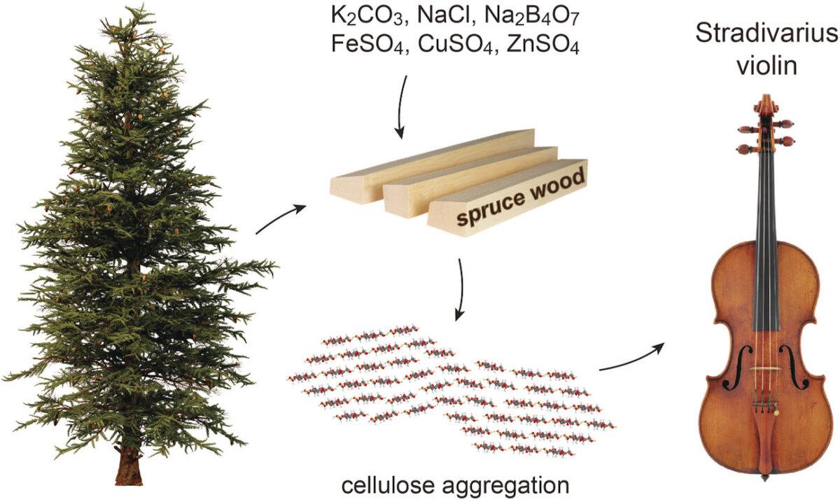 The making of a Stradivarius is unlocked by science as it breaks down the chemicals used in treating the spruce used to make the instruments. (Angewandte Chemie)