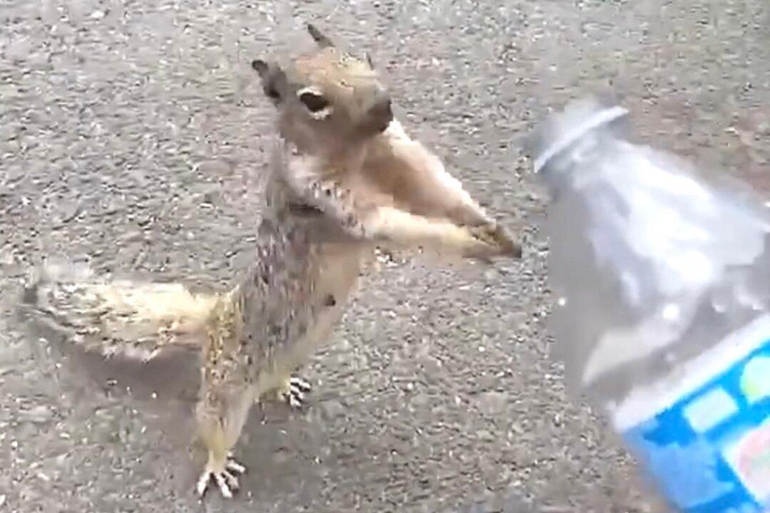 Thirsty Squirrel Asks for Water From Boy Carrying Water Bottle