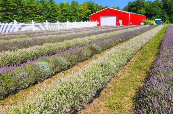 Isle Lavender Farm on Washington Island in Door County, Wisconsin, smells just as good as it looks. (Photo courtesy of Doug Hansen)