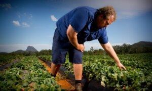 Australia’s Food and Grocery Manufacturing Facing ‘Extinction’: Peak Body