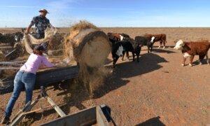 Australia Concerned EU ‘Deforestation’ Rules Could Impact Cattle Trade