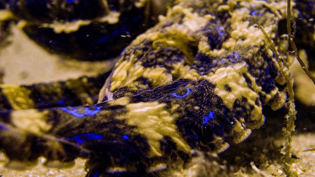 A southern blue-ringed octopus (Hapalochlaena maculosa) displays bright blue rings, a warning that the venom in its bite is deadly. (National Geographic)