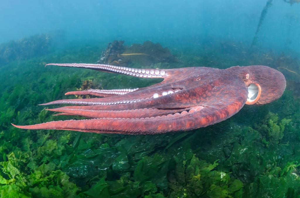 A giant Pacific octopus (Enteroctopus dofleini) jet propels over kelp in shallow waters off Vancouver Island. (National Geographic for Disney/Maxwel Hohn)