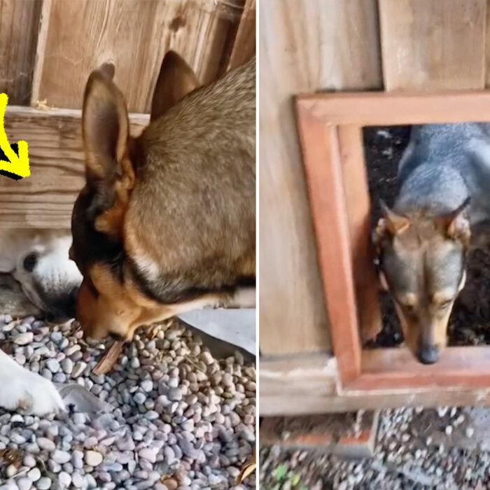 Neighbors Build Secret Dog Door in the Fence—See Their Canines’ Happy Reaction