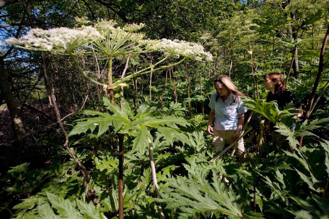 Dangerous, Invasive Plant Species Blooming in Ontario