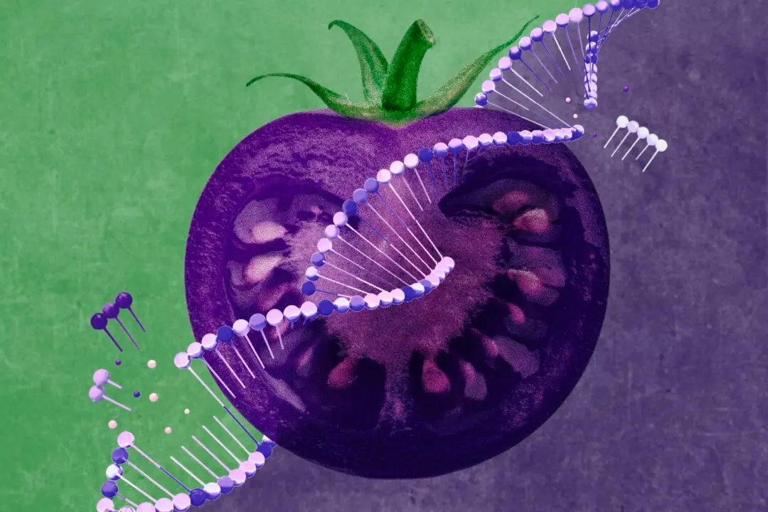 Trojan Tomato: A New GMO is Designed to Infiltrate America’s Gardens