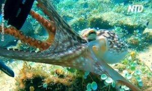 Octopus Tries to Take Camera