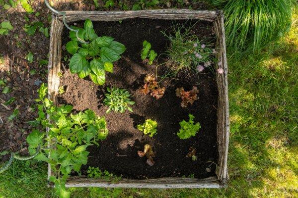 Shady Characters: Low-Light-Tolerant Vegetables and Herbs for Your Garden
