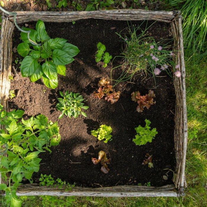 Shady Characters: Low-Light-Tolerant Vegetables and Herbs for Your Garden