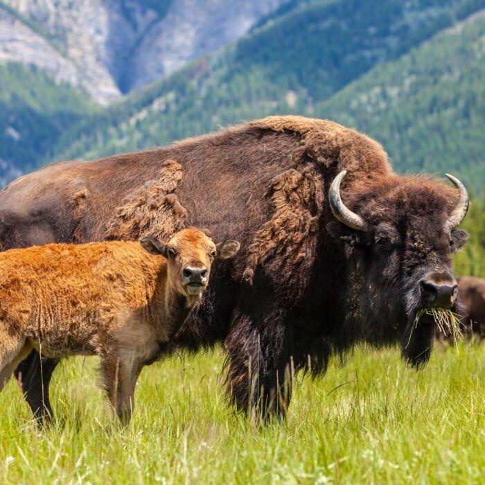 The Best Way to Help Bring Back the American Bison? Eat Bison Meat.