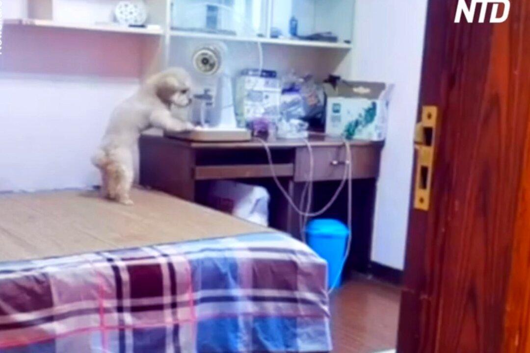 Intelligent Dog Completes Its Bedtime Routine as Instructed by Owner