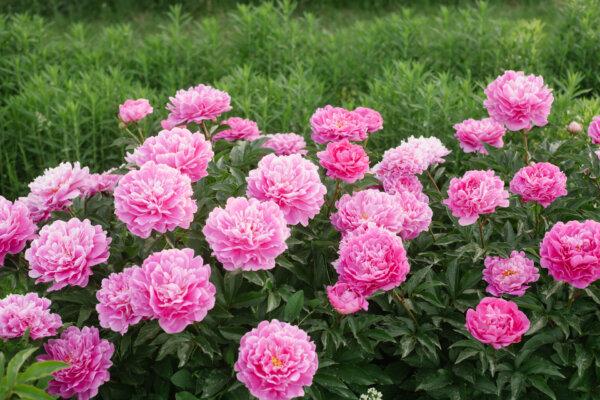 Annual vs. Perennial: What’s the Difference Between These Plants?