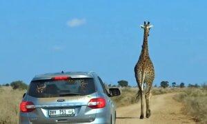 Traffic Held Up by Unbothered Giraffe Strolling Along Safari Park Road in South Africa