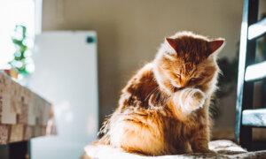 Killer Cats Taking Toll on Aussie Wildlife
