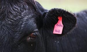Cattle Industry Chief Warns EU Deforestation Rules Could Stifle Global Trade