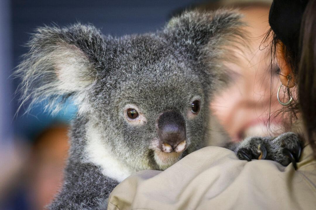 Koala Chlamydia Vaccine Receives Australian Tick of Approval