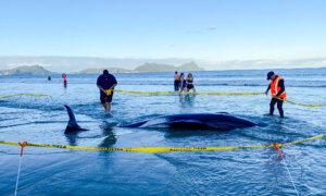 New Zealanders Save More Than 30 Stranded Whales by Lifting Them on Sheets