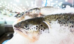 Over 5,500 Tonnes of Dead Salmon Waste Recorded in Tasmania
