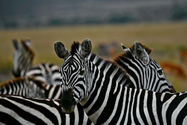 Zebra stand in a cluster on a plain at the Masai Mara National Reserve as they arrive into Kenya from Tanzania during the start of the spectacular annual migration on July 16, 2020. (TONY KARUMBA/AFP via Getty Images)