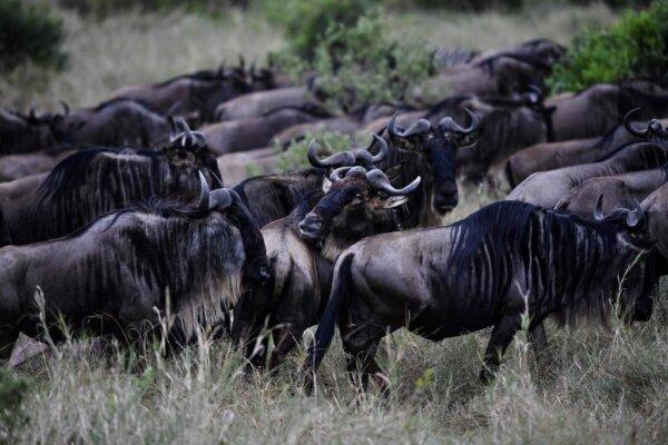 Wildebeest cluster in a herd at the Masai Mara National Reserve arrive into Kenya from Tanzania during the start of the spectacular annual migration on July 17, 2020. (TONY KARUMBA/AFP via Getty Images)