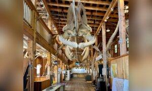 Museum of Whale Skeletons, Painstakingly Rebuilt Over Years, Consumed by BC Fire