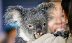 Queensland Pauses Wind Farm Development as MP Raises Koala Safety Concerns