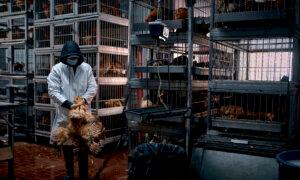 New York Closes Live Poultry Markets Amid Bird Flu Outbreak